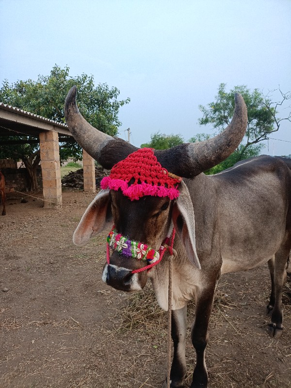 આવો ગોધલો લેવો...