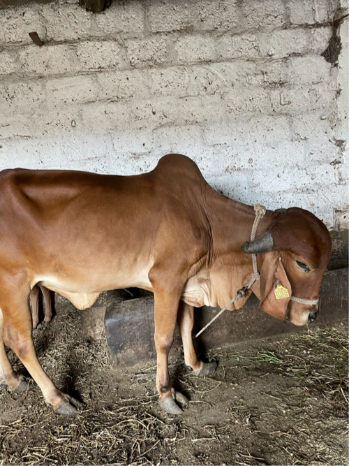 ગીર વોડકી વેચવા...