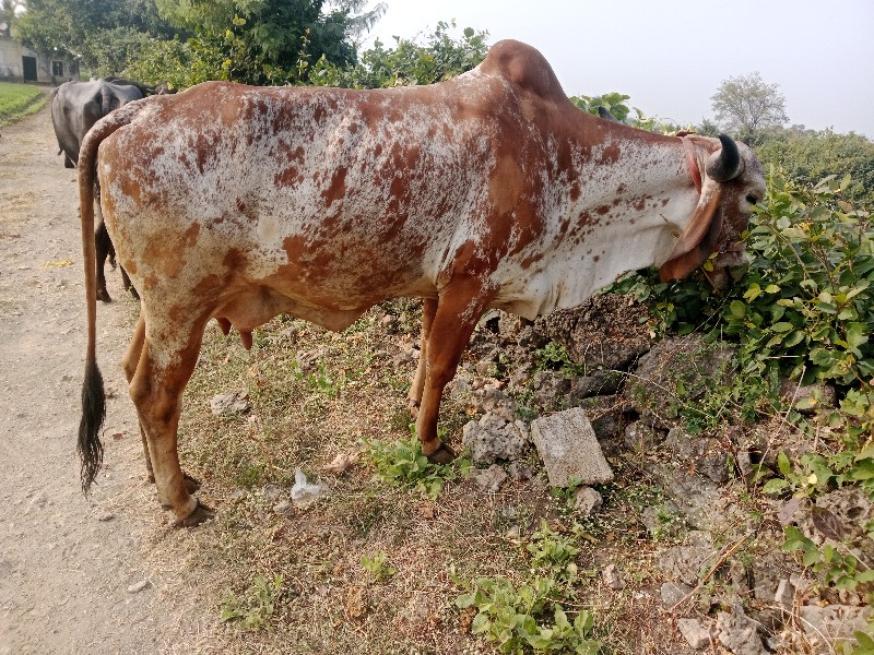 ગાય વેચવાની છે