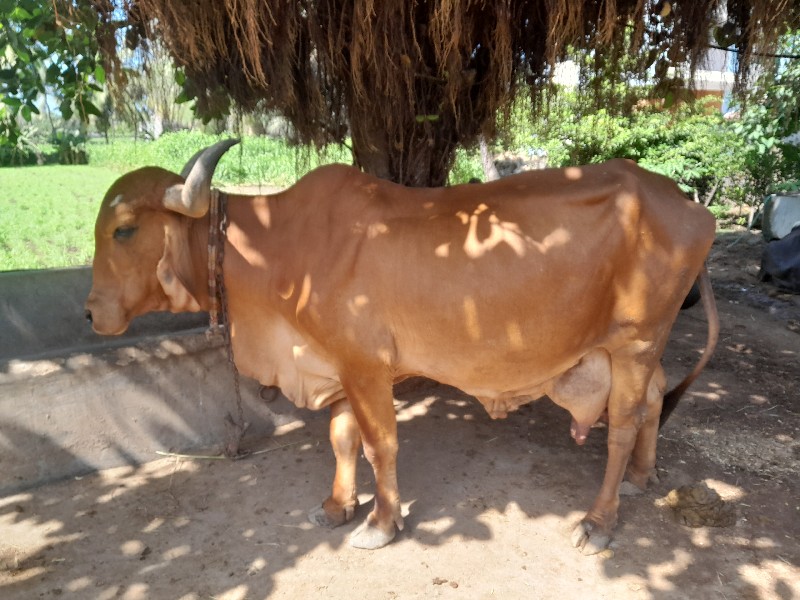 ઞાય વેચવાની છે.