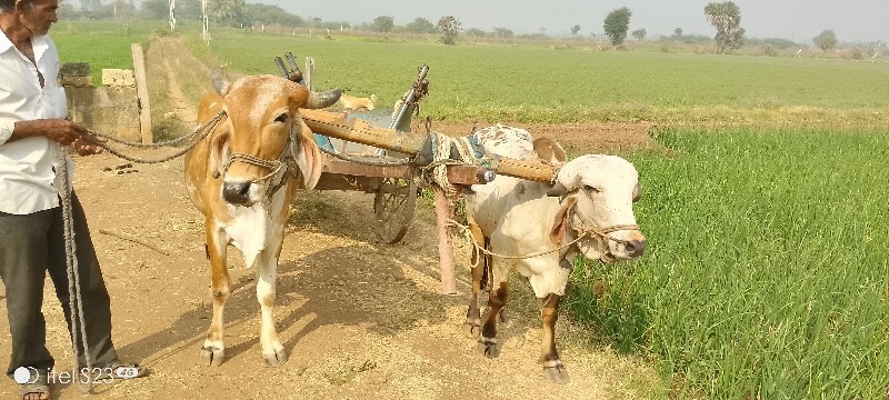 બળદ વેચવાના છે