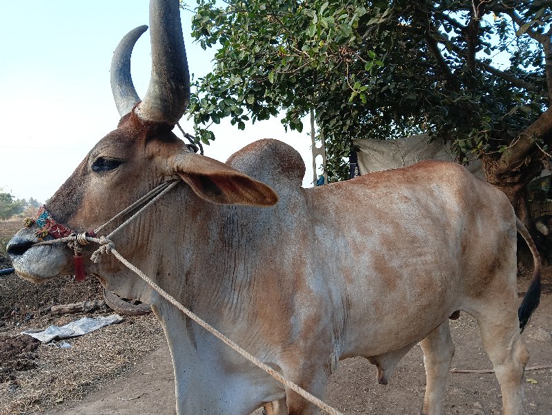 બળદ વેચવાનો છે