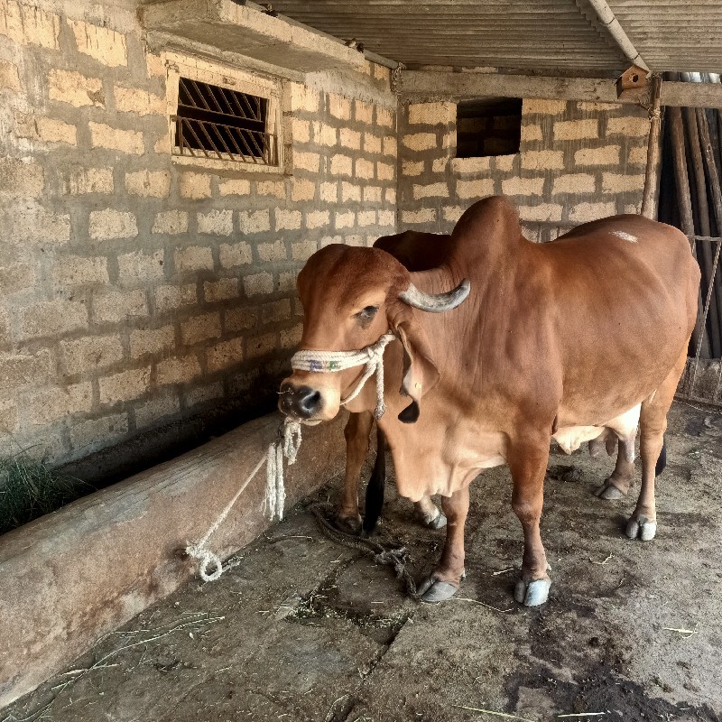 ગીર ગાય