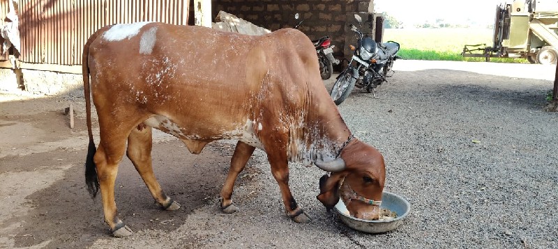 ગીર ગાય