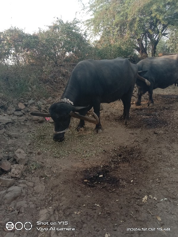 ચોથુ વેતર