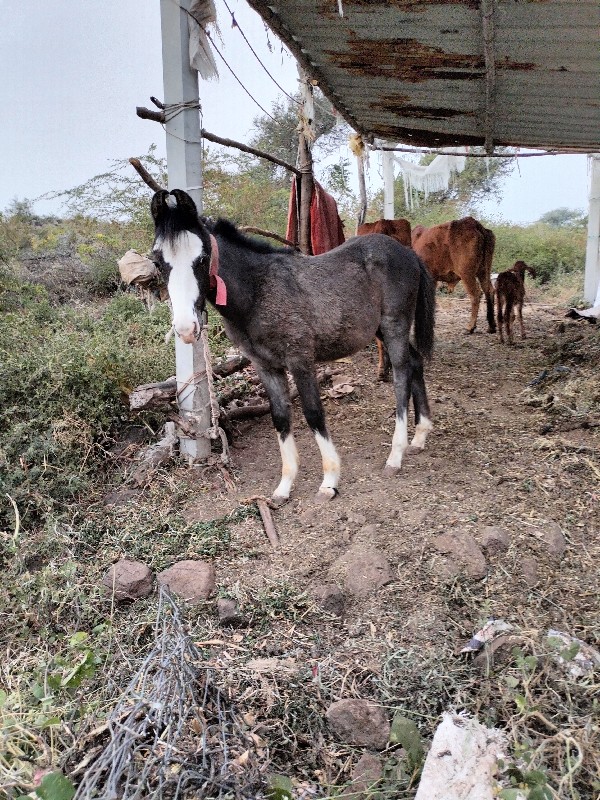 સુરેશભાઈ