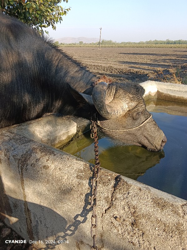 ભેંસ વેચવાની છે