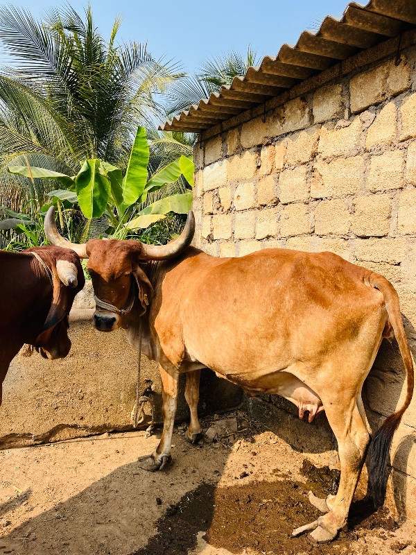 ગાય વેચવાની છે