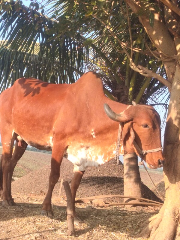 ગાય વેચવા ની છે