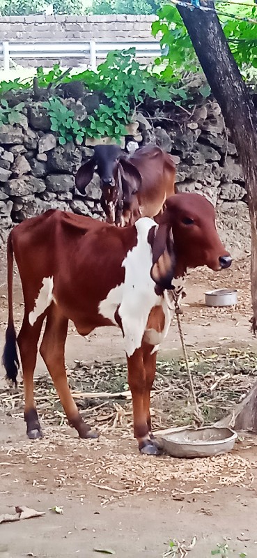 વાસણી વેસવા ની...