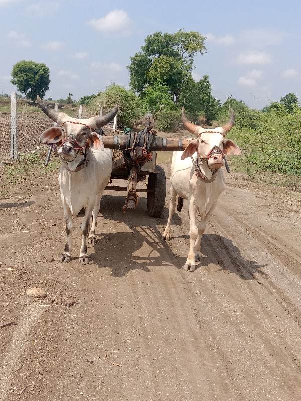 બળદ વેસવા નસે