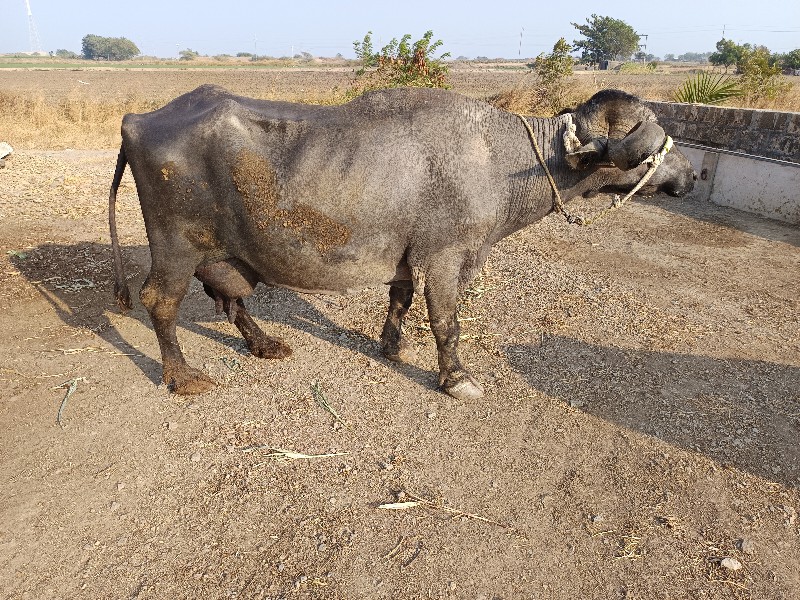 ભેંસ વેચવાની સે