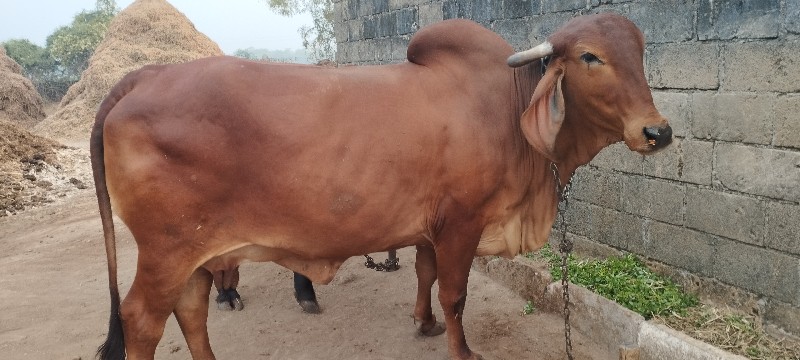 ગીર ગાય વેચવાની...