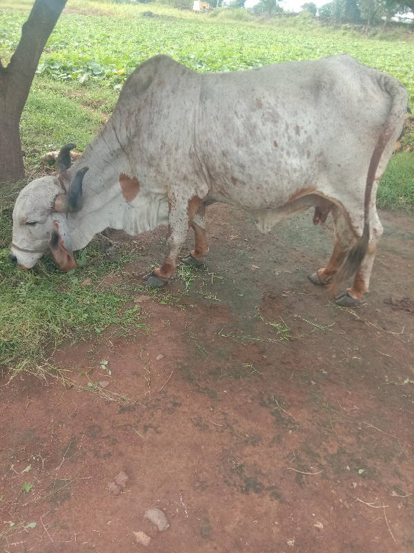 ગાય વેચવાની છે