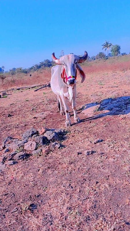 8000 રૂપિયા કિં...