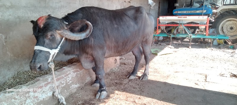 ખડેલુ વેચવાનુ છ...