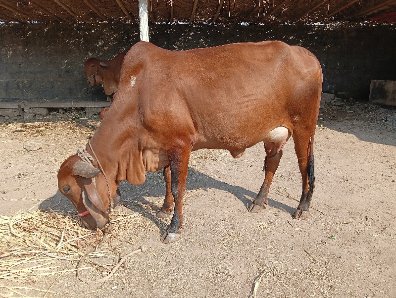 ગીર હોડકું વેચવ...