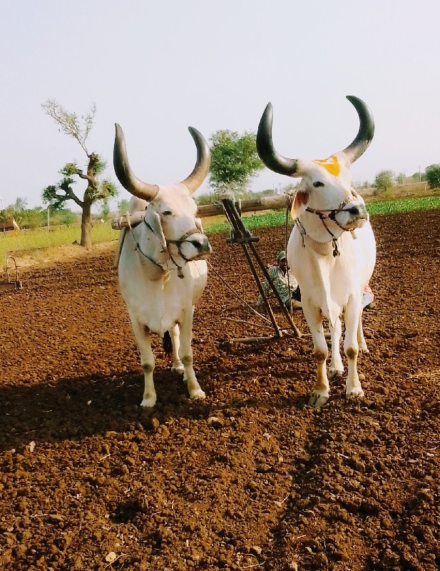 સાવ સોજા