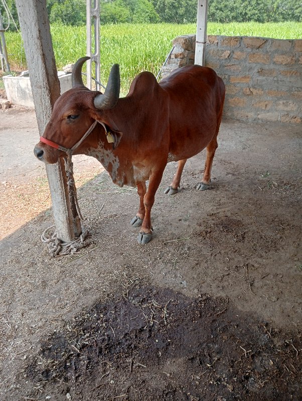 ગાય વેચવાની છે...