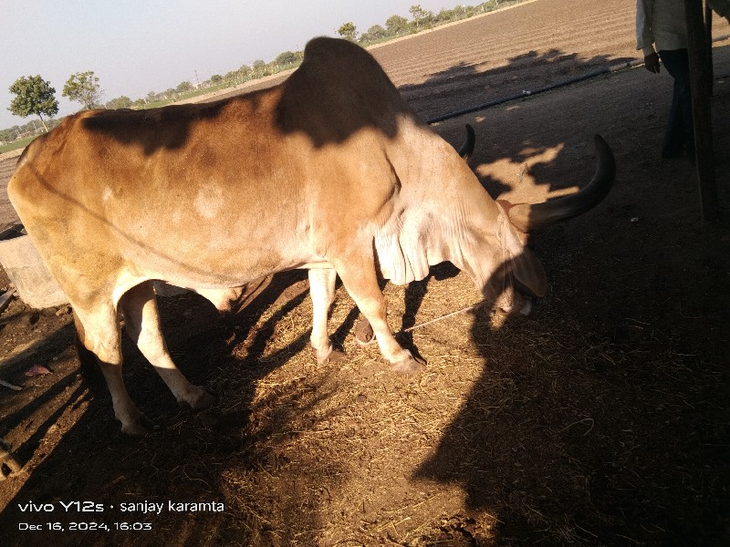 બળદ વેચવાનો છે