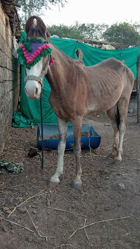 વશેરી વેસવાની છ...