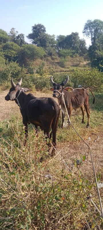 Jila Junagarh