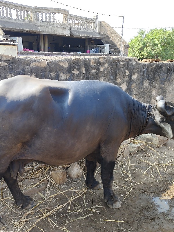 વેચવાની