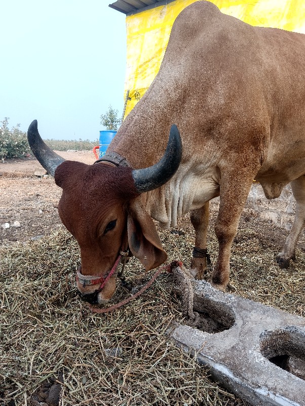 હોળકીવેચવાનીછે