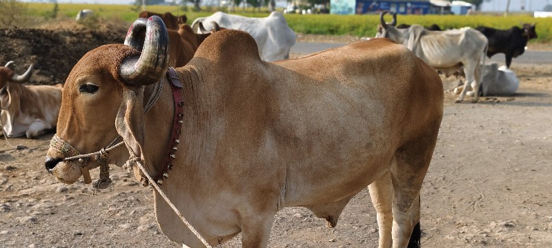 ફુલ જવાબદારી થી...