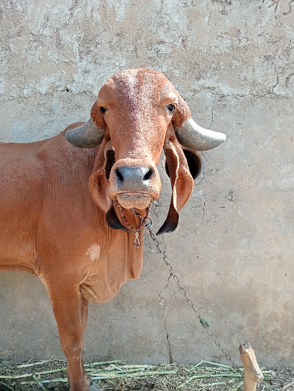 દેસી ગીર ઓડકી વ...