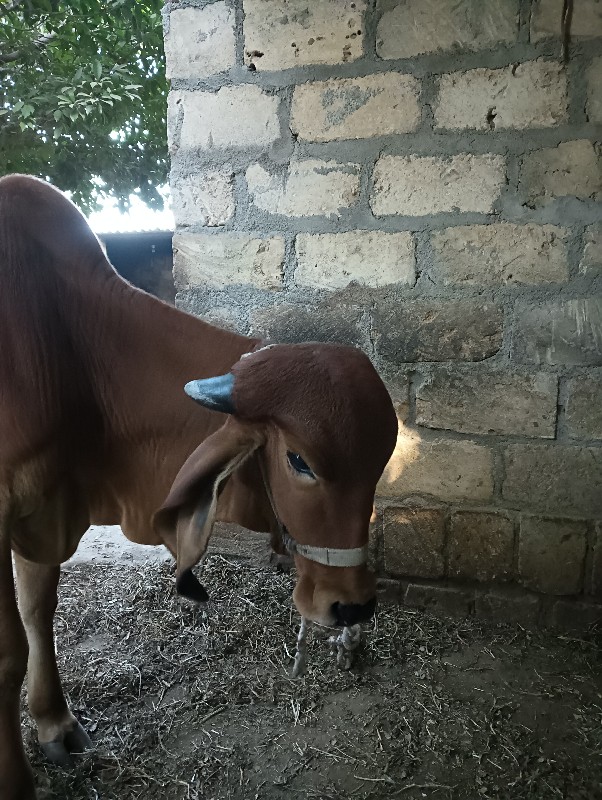 હોડકુ વેસવાનુ છ...