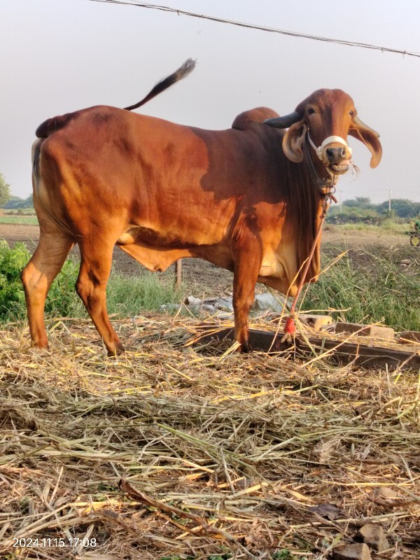 vachdi vechvani...