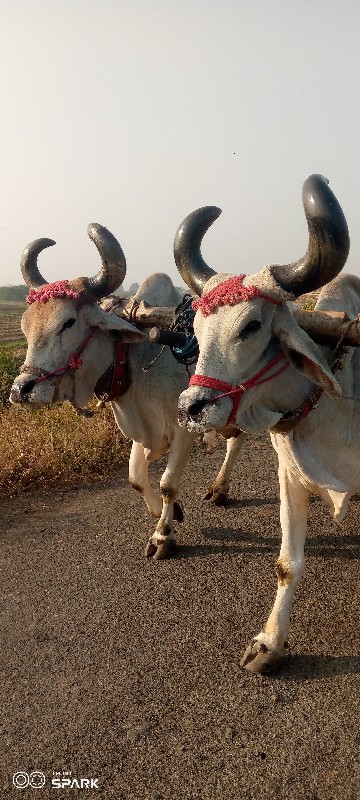 devbhumi Dwarka...