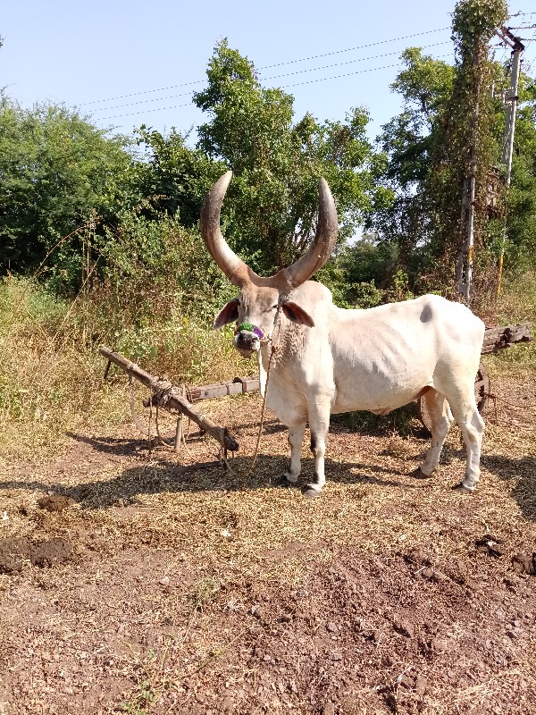 બળદ વેચવાના છે