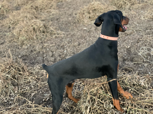 Doberman