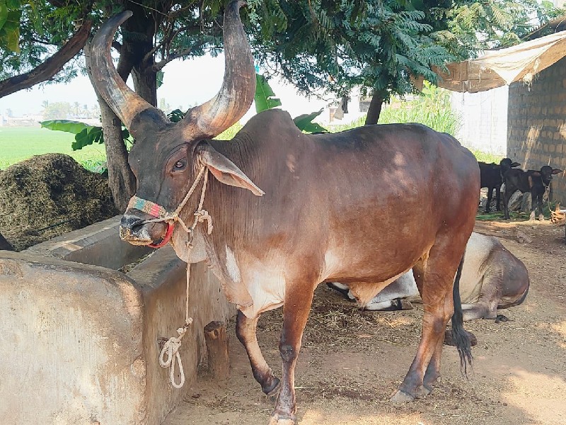 બળદ વેચવાનો છે