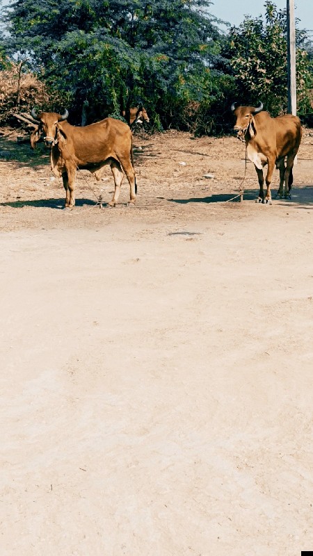 ગૉઢલાવેશવાનાછે