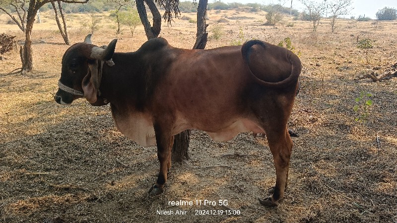 ગાય વેચવા ની છે