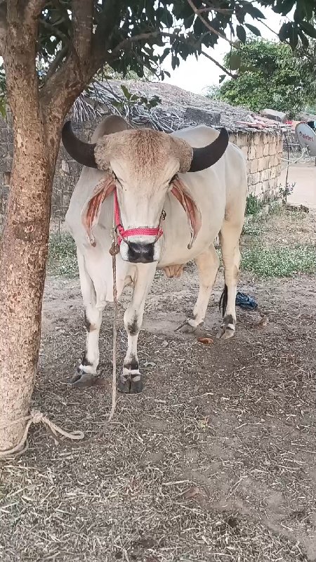 ગોધલો વેચવા નો...