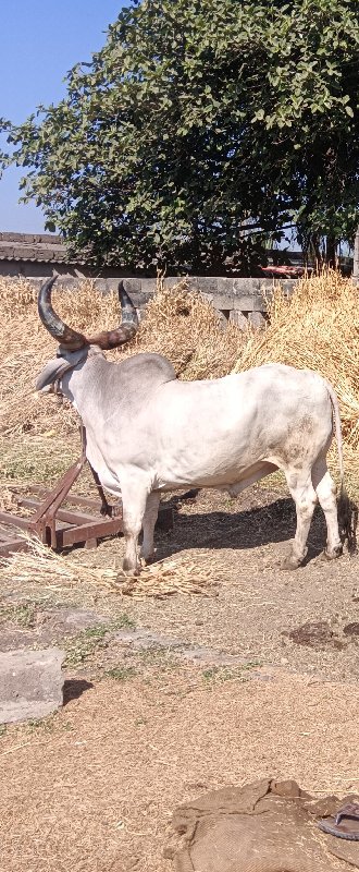 બળદ વેચવા નો સે