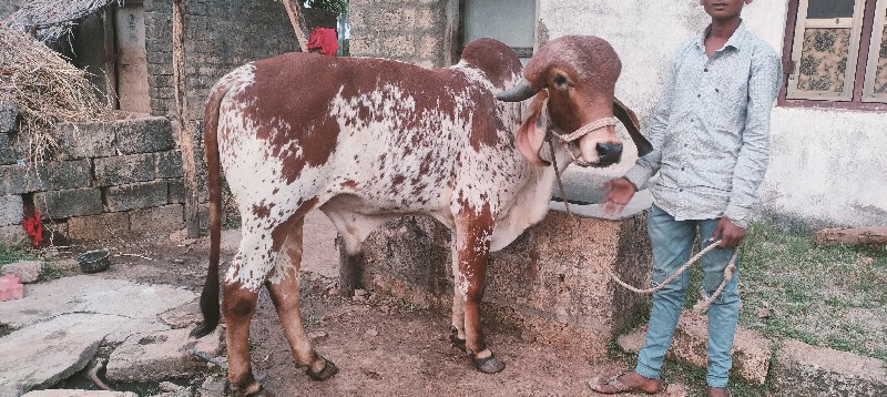 ગીર કાબરો ખૂટ