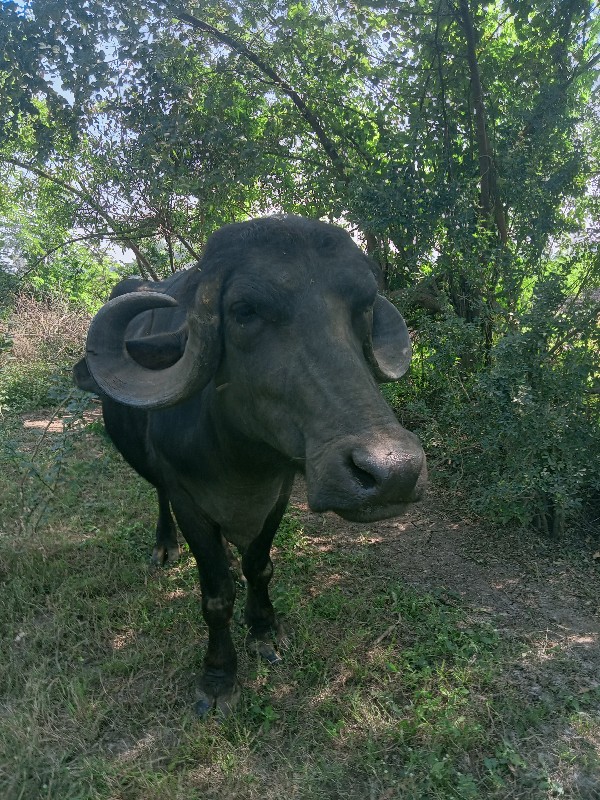 ભેશ વેચવાની છે...