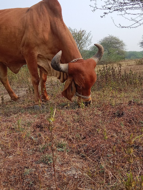 ગાય