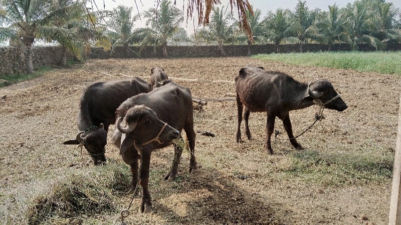 ત્રણ ખડેલI અને...