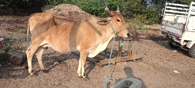 ગાય વેચવાની છે