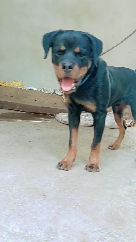 Rottweiler male