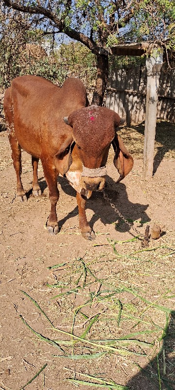 gir cow