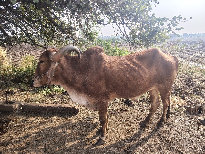 બળદ