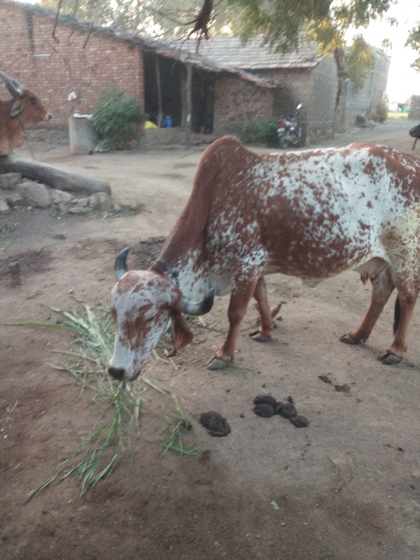 ગાય વૅસવાની સૅ