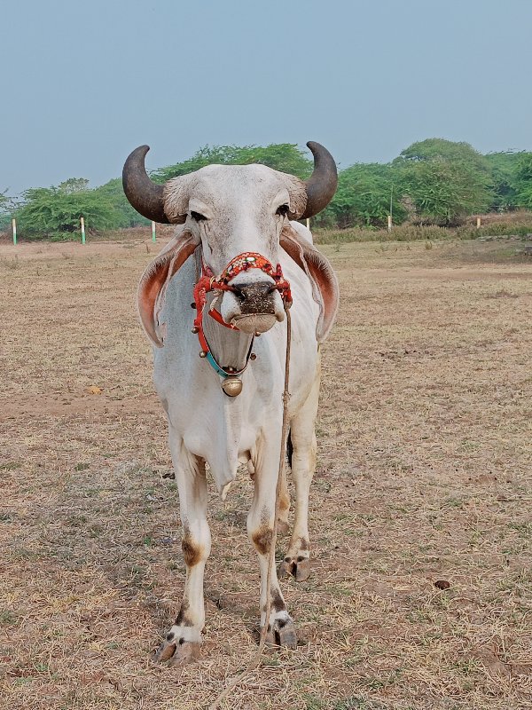 એક વાવણી કરેલ ભ...